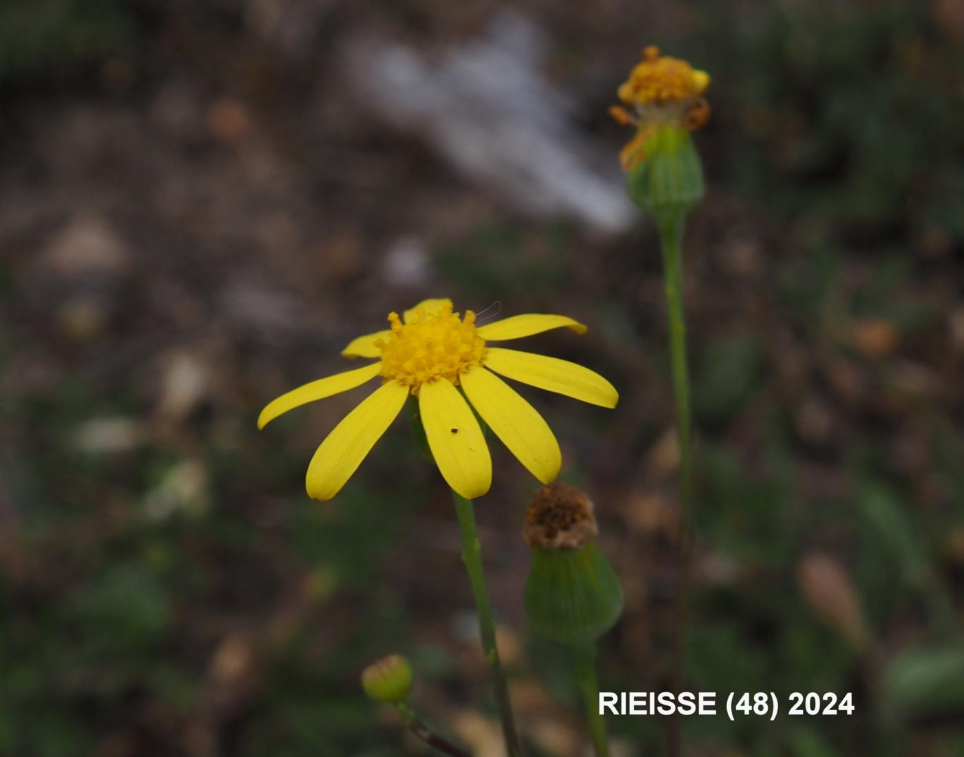 Ragwort, Mediterranean flower